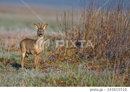 Buck deer in a clearing Buck deer in a clearing 143815510