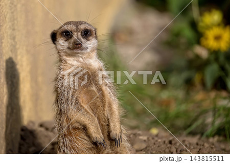Meerkat in a clearing Meerkat in a clearing 143815511