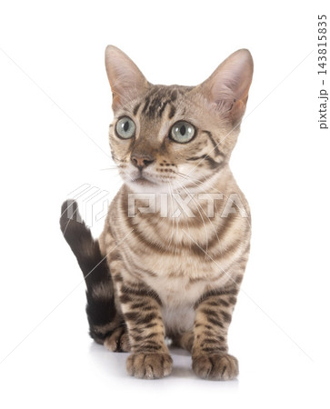 bengal in studio 143815835