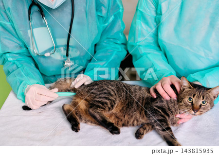Cat Exam at Veterinary Clinic: Gentle Team Care for Patient With Stethoscope and Grooming Brush 143815935