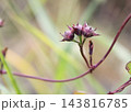 マメアサガオの実 マメアサガオの実 143816785