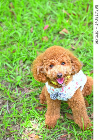 芝生におすわりして上目遣いで飼主を見つめるトイプードル 143817598