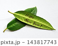 タラヨウ・多羅葉・葉の裏に文字が書ける・葉書の語源・郵便局の木 143817743