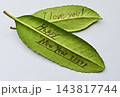 タラヨウ・多羅葉・葉の裏に文字が書ける・葉書の語源・郵便局の木 143817744