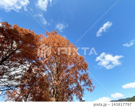 日を浴びる紅葉したメタセコイア 143817797
