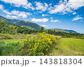 セイタカアワダチソウ咲く田園　滋賀県大津市南小松 143818304
