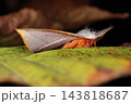 生き物　昆虫　アカウラカギバ、幼虫の食草はユズリハ。北海道を除く全国各地でみられるようです 143818687