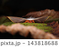 生き物　昆虫　アカウラカギバ、大きさは四センチ前後から五センチ弱ほど。初夏から秋まで見られるようです 143818688