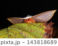生き物　昆虫　アカウラカギバ、カギバガ科のガ。前翅の先端がとがりややカギ型に曲がっているのが特徴 143818689