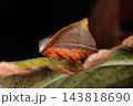 生き物　昆虫　アカウラカギバ、表は地味な茶色。体は鮮やかな橙色、翅裏も赤みがさしています 143818690