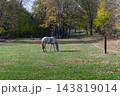 White Horse Grazing on Green Meadow Surrounded by Autumn Trees 143819014