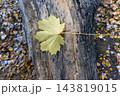 Yellow Maple Leaf on Weathered Tree Trunk in Autumn Forest 143819015
