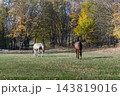 Two Horses Grazing on Green Meadow Surrounded by Autumn Forest 143819016