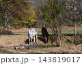 White and Brown Horses Standing Near Small Stream in Autumn Forest 143819017