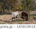 White and Brown Horses Standing Near Small Stream in Autumn Forest 143819018
