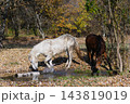 White and Brown Horses Drinking Water From Small Stream in Autumn Forest 143819019