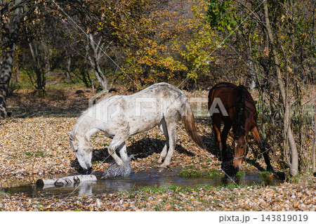 White and Brown Horses Drinking Water From Small Stream in Autumn Forest 143819019