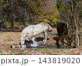 White and Brown Horses Drinking Water From Small Stream in Autumn Forest 143819020