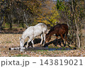 White and Brown Horses Drinking Water From Small Stream in Autumn Forest 143819021