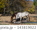 White and Brown Horses Walking Through Shallow Stream in Autumn Forest 143819022