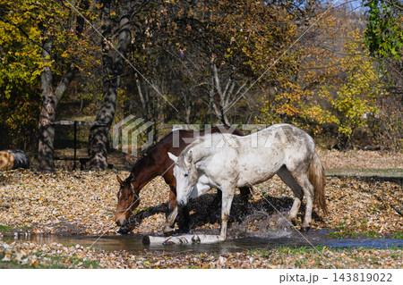 White and Brown Horses Walking Through Shallow Stream in Autumn Forest 143819022
