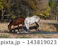 White and Brown Horses Walking Through Shallow Stream in Autumn Forest 143819023