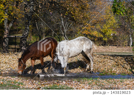 White and Brown Horses Walking Through Shallow Stream in Autumn Forest White and Brown Horses Walking Through Shallow Stream in Autumn Forest 143819023