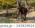 Brown Horse Walking Through Autumn Woodland Near Small Stream 143819024