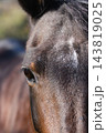 Close Up of Brown Horse Eye and Face With Detailed Fur Texture 143819025