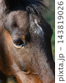 Close Up of Brown Horse Eye and Face With Detailed Fur Texture 143819026