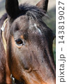 Close Up of Brown Horse Eye and Face With Detailed Fur Texture 143819027