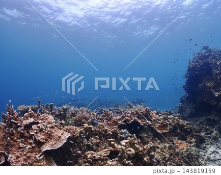 サンゴ礁と青い海と魚たち サンゴ礁と青い海と魚たち 143819159