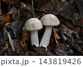 ウラベニホテイシメジ 143819426