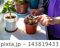 Elderly hands tending a potted succulent on a sunny windowsill with other houseplants 143819433
