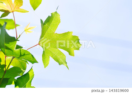 maple leaf, maple leaves or yellow leaf or Acer saccharum Marsh maple leaf, maple leaves or yellow leaf or Acer saccharum Marsh 143819600