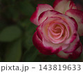 10月に美しく咲いた赤いバラの花「ジュビレ･デュ･プリンス･ドゥ･モナコ」 143819633
