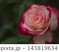 10月に美しく咲いた赤いバラの花「ジュビレ･デュ･プリンス･ドゥ･モナコ」 143819634