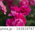 10月に美しく咲いた赤色のバラ「うらら」 143819747