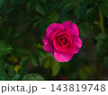 10月に美しく咲いた赤色のバラ「うらら」 143819748