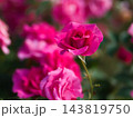 10月に美しく咲いた赤色のバラ「うらら」 143819750