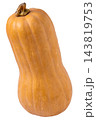 Butternut Squash pumpkin Isolated on white background 143819753