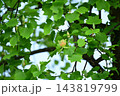 ユリノキ ユリノキ 143819799