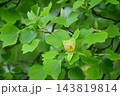 ユリノキ ユリノキ 143819814