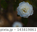 10月に美しく咲いた白いバラの花「アイスバーグ（シュネーヴィッチェン）」 143819861