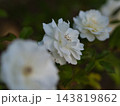 10月に美しく咲いた白いバラの花「アイスバーグ（シュネーヴィッチェン）」 143819862
