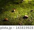 10月の雑木林に生えていた苔の上で休むドングリ 143819928