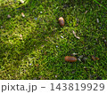 10月の雑木林に生えていた苔の上で休むドングリ 143819929