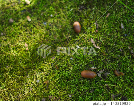10月の雑木林に生えていた苔の上で休むドングリ 10月の雑木林に生えていた苔の上で休むドングリ 143819929