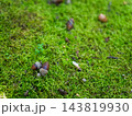 10月の雑木林に生えていた苔の上で休むドングリ 143819930
