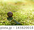 10月の雑木林に生えていた苔の上で休むドングリ 143820018